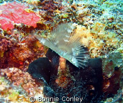 Feather Duster seen in Grand Cayman August 2008.  Photo t... by Bonnie Conley 